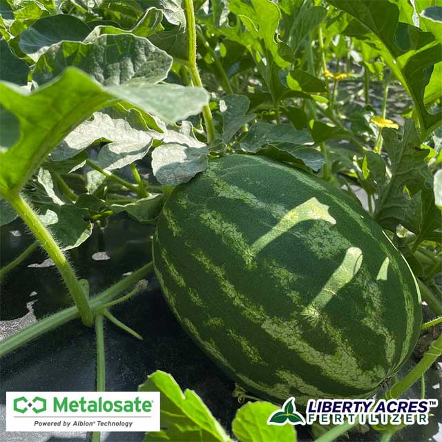 Metalosate Foliar Nutrition Kick Starts Watermellon