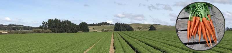 Promoting Healthy Carrot Growth through Soil Treatment