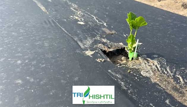 Tri-Hishtil Tomatoes and Watermellon