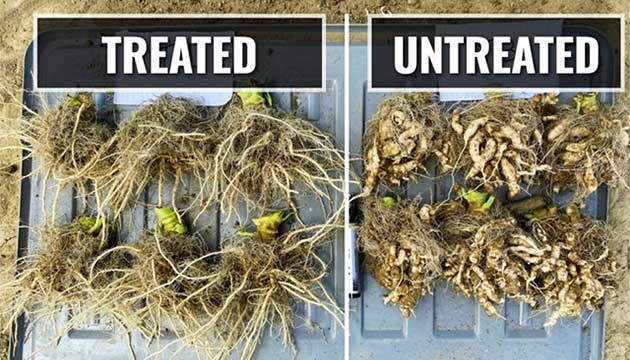 TriCal New Zealand Conducts Broccoli Trial