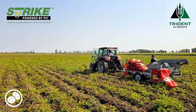 Digging into Trident's Latest Potato Trials 