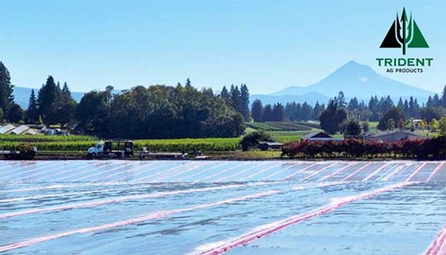 Ornamental Flower Plantings in Boring, OR