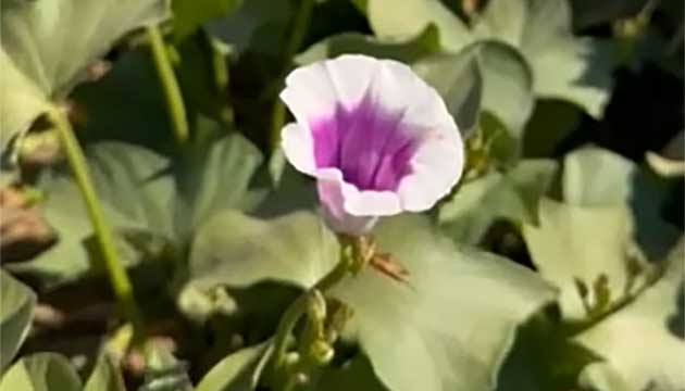 From Field to Flower, Thriving Crops tell the Story.