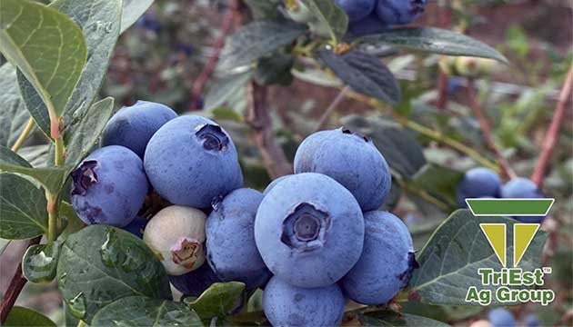 Blueberries Treated with Chloropicrin Develop Stronger