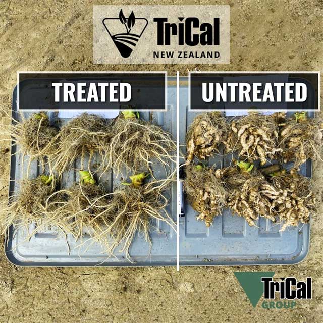 TriCal New Zealand Conducts Broccoli Trial