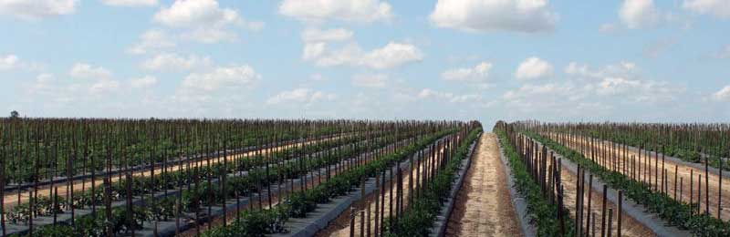 Managing Soil Health is Key to Strong, Productive Crops.