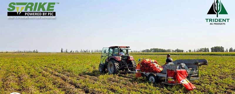 Digging into Trident's Latest Potato Trials 