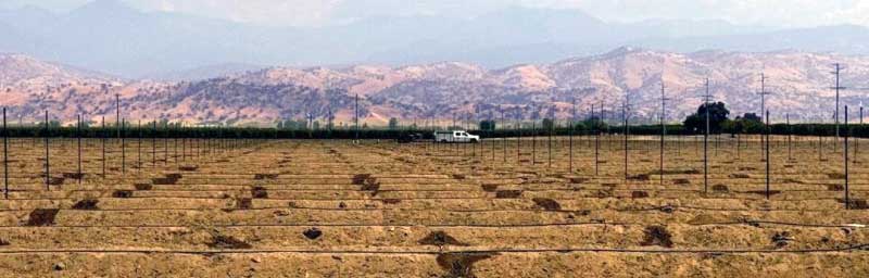 Olive Planting is Underway in Exeter