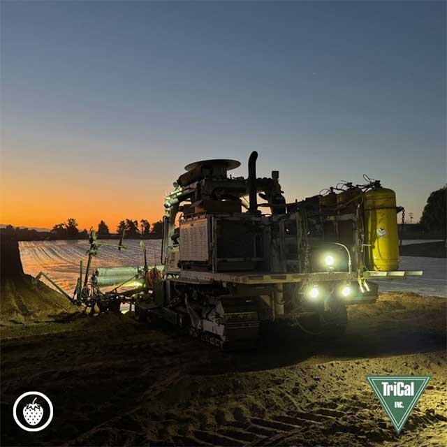 Soil Fumigation to give Strawberries the Best Start