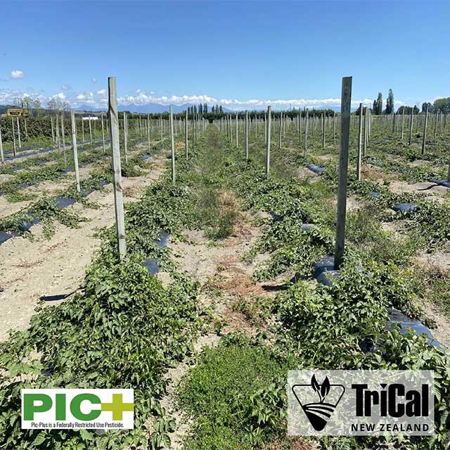 Beautiful Boysenberries Growing Strong in Nelson