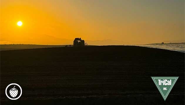 Set your Strawberry Fields up for Success with TriCal Inc. 