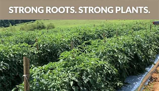 Having Trouble with Southern Bacterial Wilt?