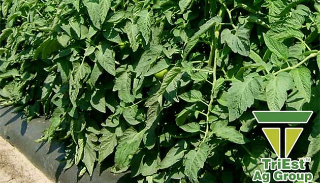 Give your Plants the Best Start