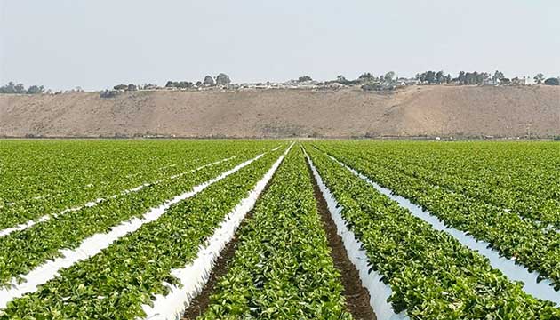 Soil Fumigation in Nipomo, CA