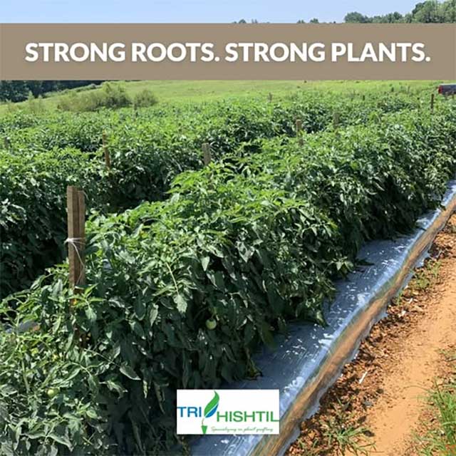 Having Trouble with Southern Bacterial Wilt?