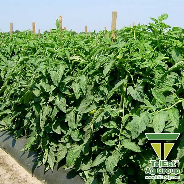 Give your Plants the Best Start