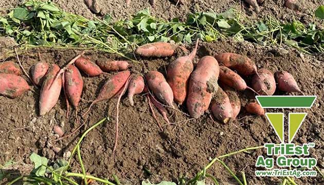 Sweetpotatoes | TriEst Ag Group