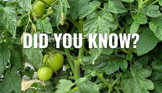  Bush Tomatoes | Australia