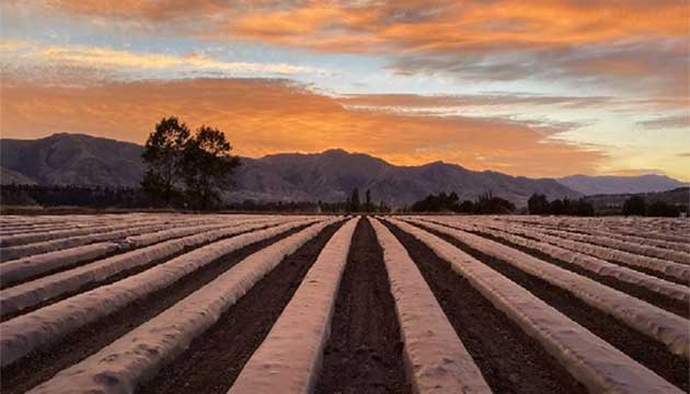 Strawberries | New Zealand,