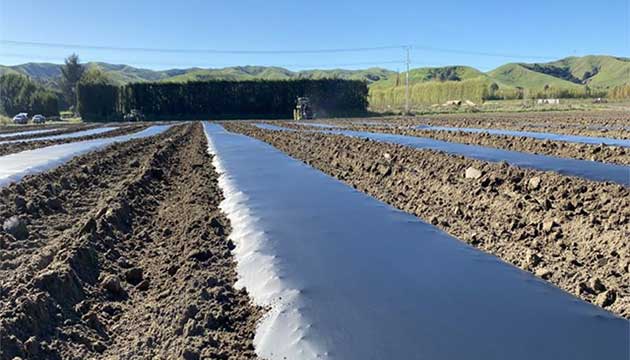 Apples | New Zealand