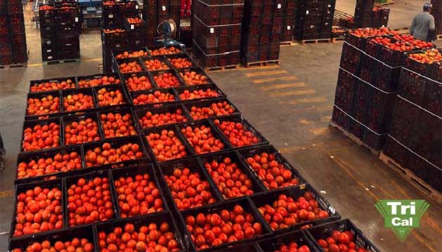 Tomatoes Ready for Dispatch | Mexico