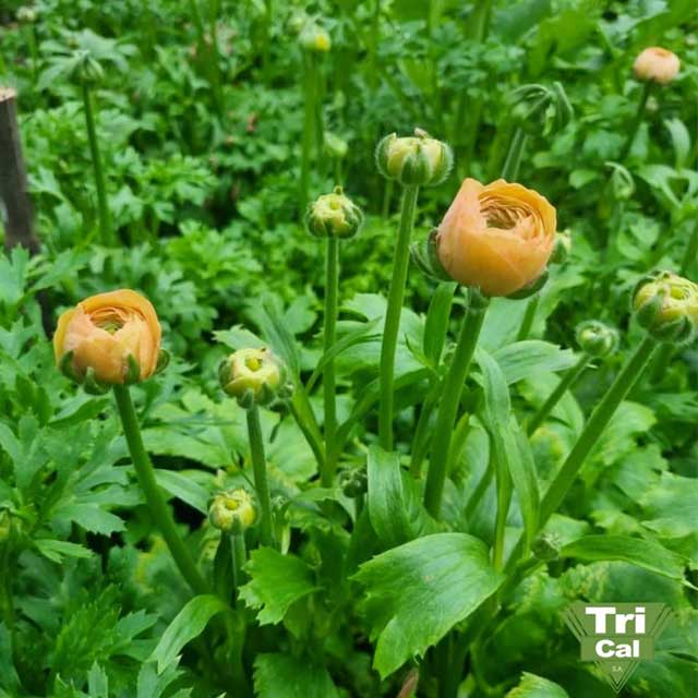 Buttercup Ornamentals | Chile