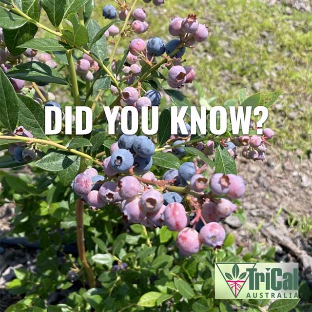 Blueberries | Australia