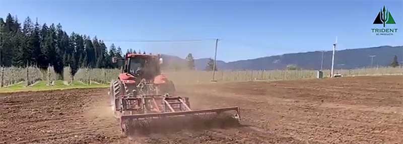 Tree Orchard | White Salmon, WA. 