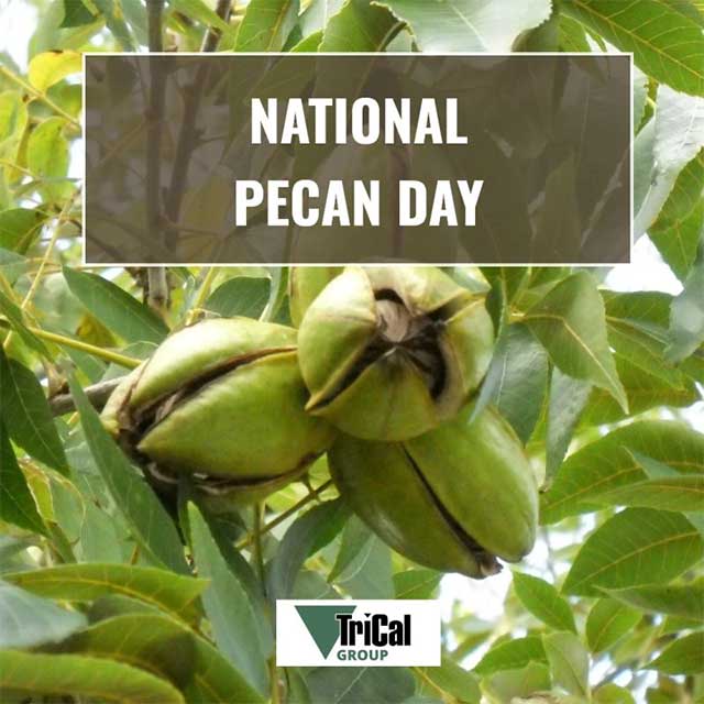 Happy National Pecan Day, April 14th.