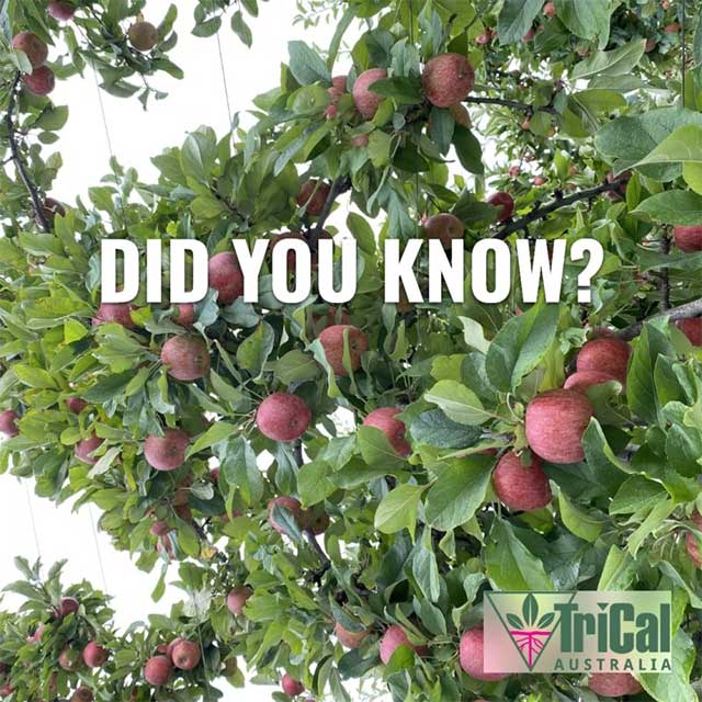 Apples | Australia