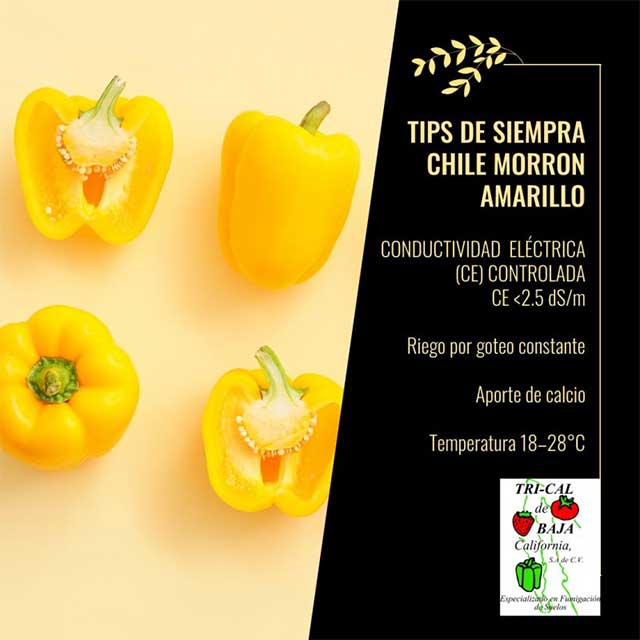 Planting Tips Yellow Bell Pepper