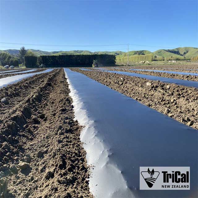 Apples | New Zealand