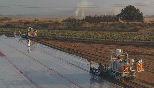 Soil Fumigation | Mexico