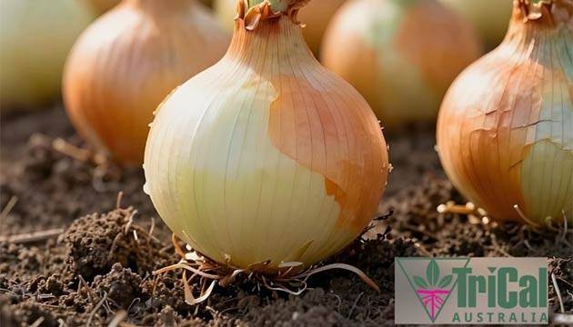 Onions | TriCal Australia