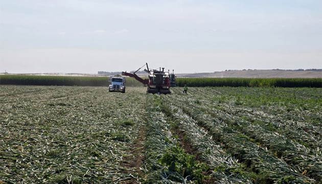 Harvest Season is Here! | Onions | Pacific Northwest