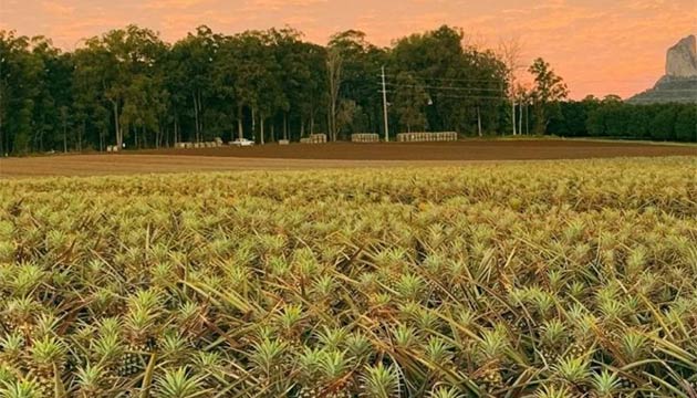 Pineapple | Australia