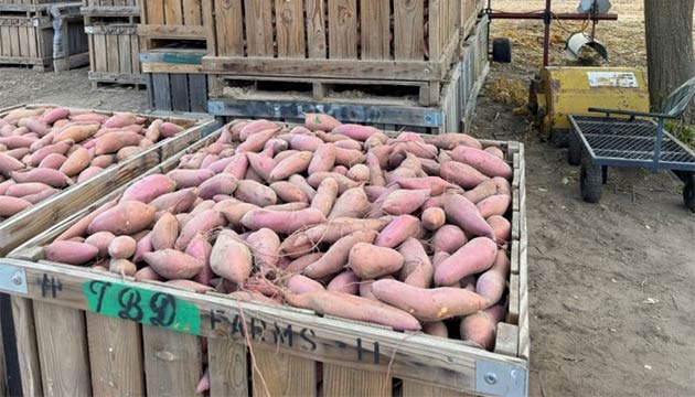 Sweet Potatoes | California