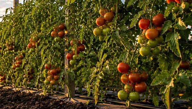 Tomatoes | Australia