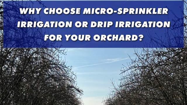 Micro-Sprinkler Irrigation or Drip Irrigation for your Orchard?