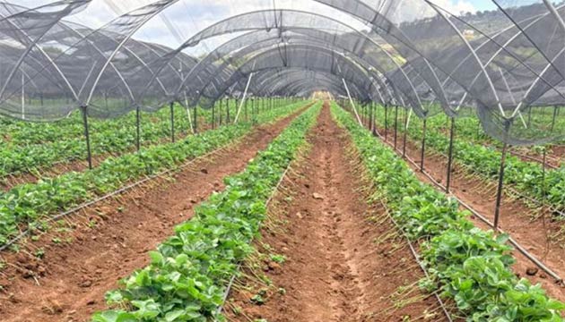 Strawberries | Mexico