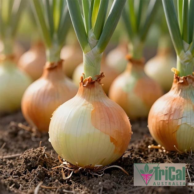 Onions | TriCal Australia
