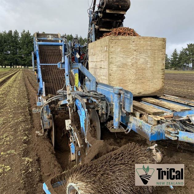 Carrots | New Zealand