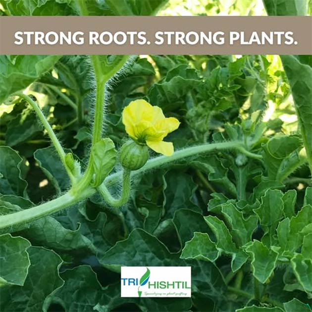 Tri-Hishtil Grafted Watermelon