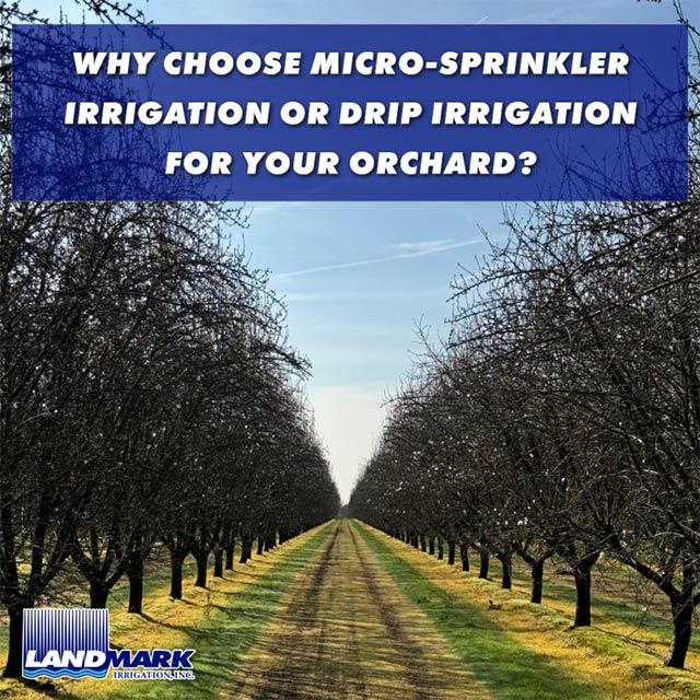 Micro-Sprinkler Irrigation or Drip Irrigation for your Orchard?
