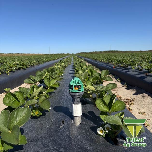 Strawberries | The TriEst Ag Solutions