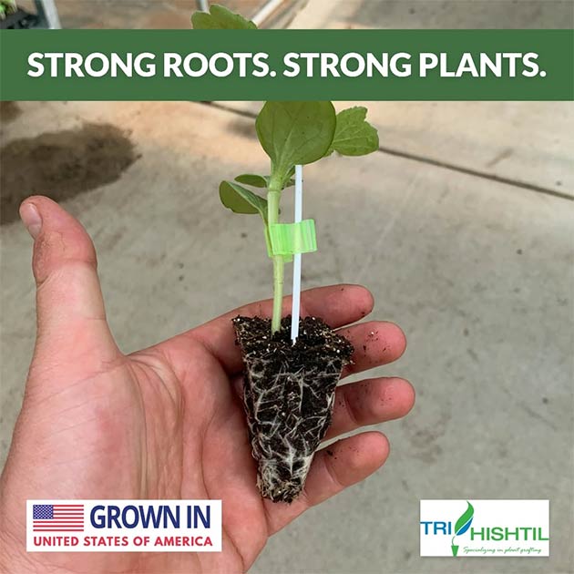 Strong Roots. Strong Plants.