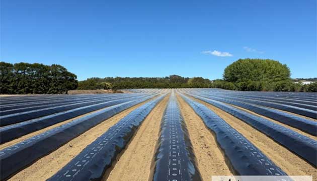 Strawberries | New Zealand