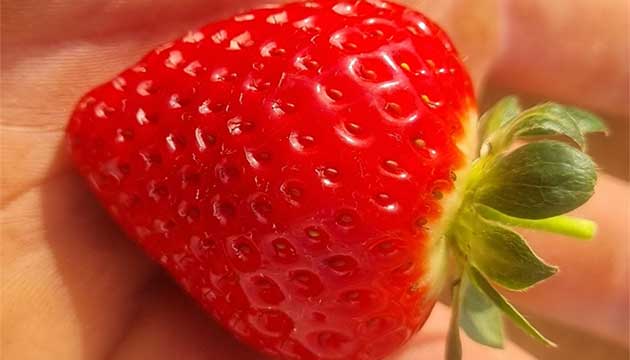 Strawberries | Wamuran, Queensland