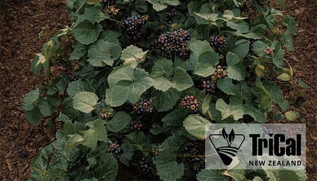Blackcurrant Berries | New Zealand