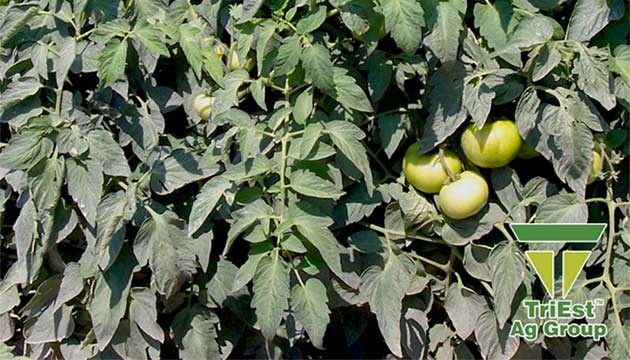 Tomatoes | Southeastern Unites States